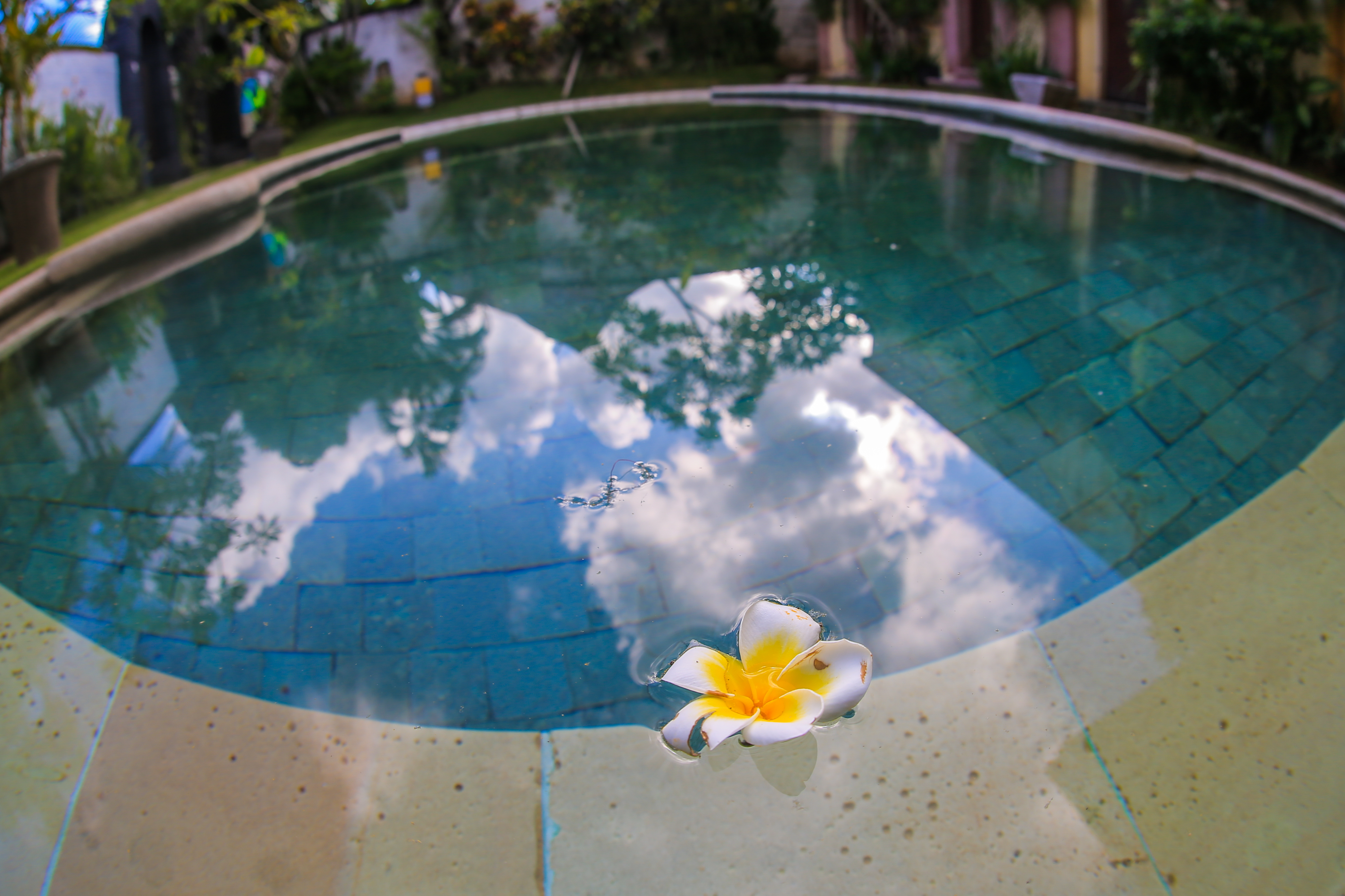 澄澈的泳池水质清透，水面倒映着蓝天白云与周边绿植树影，一朵黄白相间的鸡蛋花静静漂浮在池边水面，周边绿植环绕景致清新，尽显安利休闲会务场地的舒适雅致，为参会伙伴营造了放松惬意的休闲氛围。