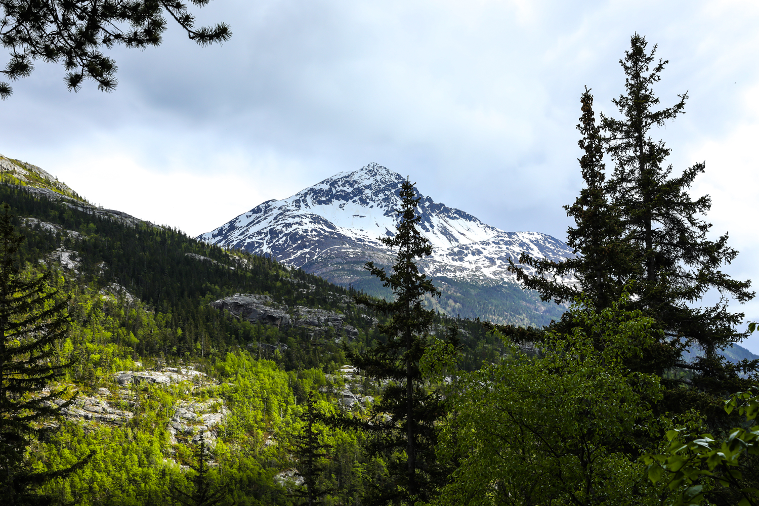 画面中巍峨雪峰山顶覆着皑皑白雪，山麓密布苍翠针叶林与鲜绿阔叶植被，灰岩层叠错落，上空云层轻覆，整体景致开阔壮美、生机盎然，尽显自然蓬勃生命力，契合安利倡导的健康自然生活理念。