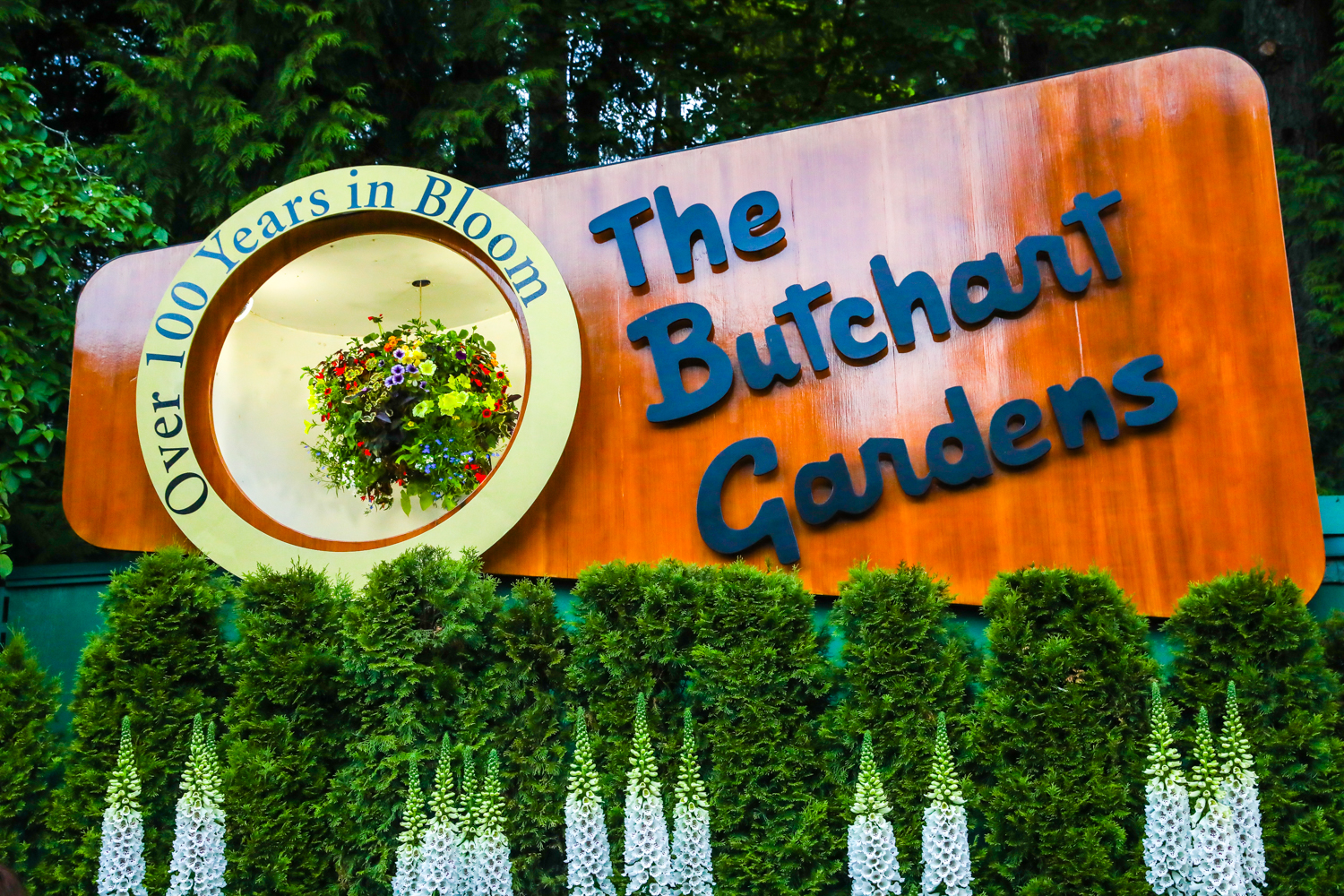 画面主体为本次安利活动场地布查特花园（The Butchart Gardens）的木质标识牌，左侧圆形区域标注“Over 100 Years in Bloom”字样，内嵌色彩缤纷的悬挂花艺，标识下方簇拥着茂密绿植与清新白色花簇，背景为苍翠林木，整体氛围鲜活明快，充满蓬勃生机。