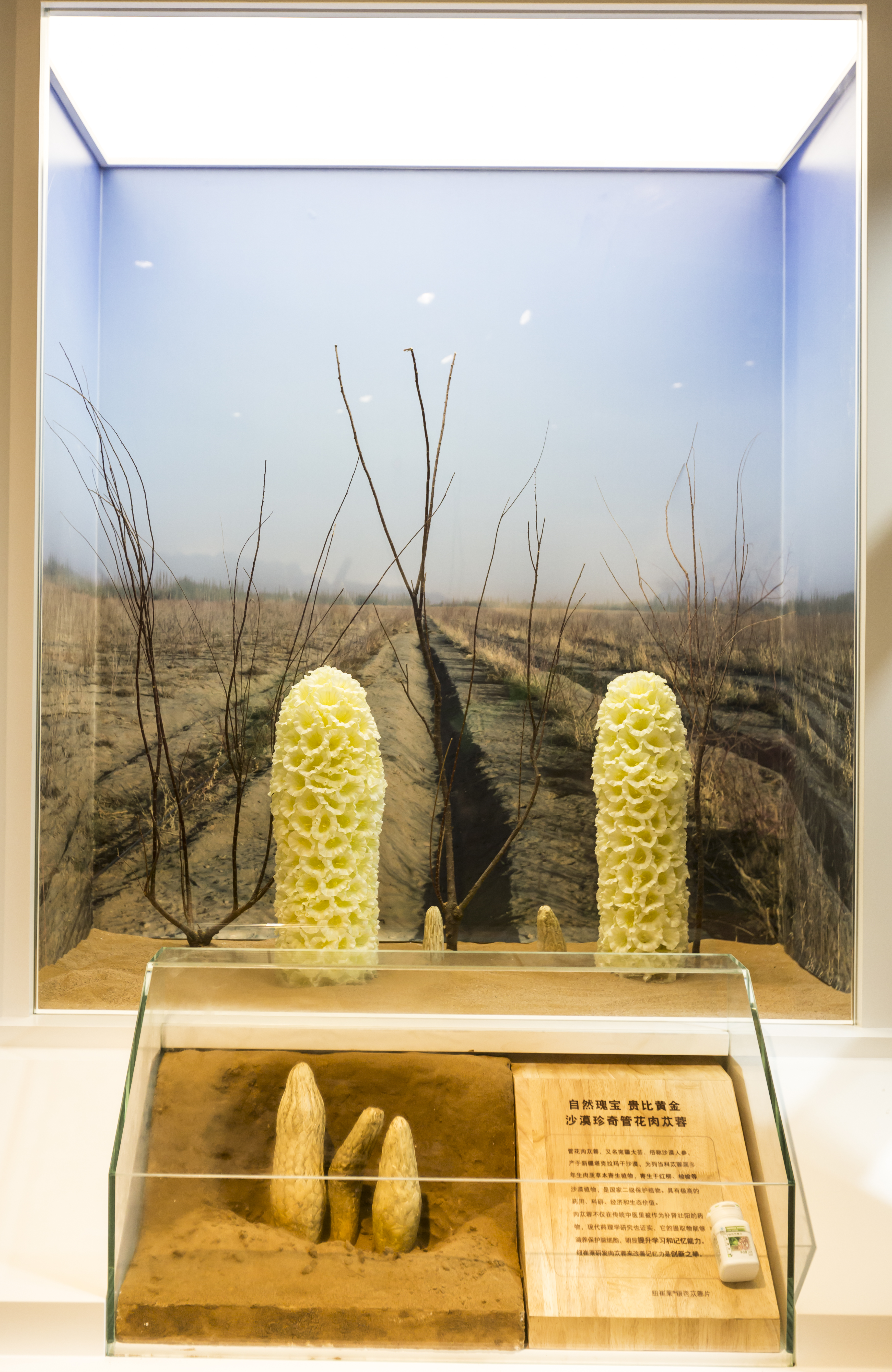 本展陈还原管花肉苁蓉沙漠生长场景，陈列植株模型、原料标本，标识牌标注核心文字“自然瑰宝 贵比黄金 沙漠珍奇管花肉苁蓉”，介绍其珍贵价值，旁侧摆放纽崔莱银杏苁蓉片产品，整体专业直观，展现安利对原料品质的严格把控，凸显原料珍稀属性。