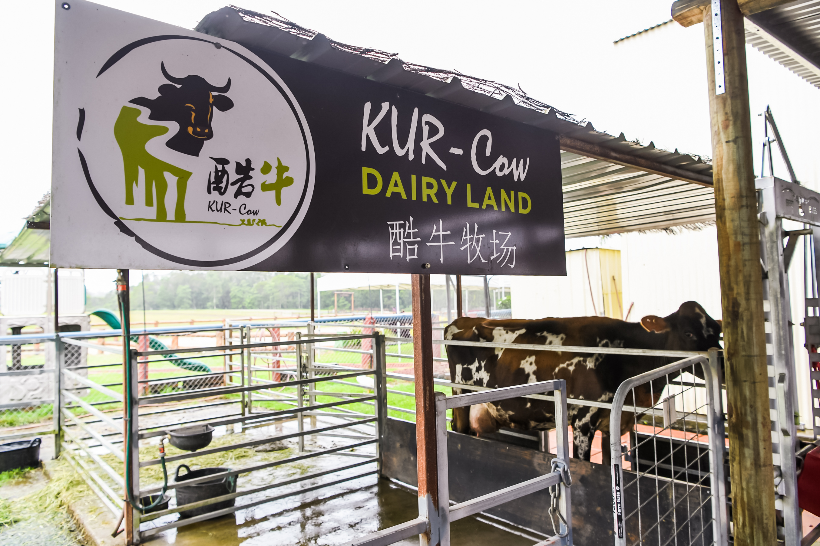 画面展示酷牛牧场（KUR-Cow DAIRY LAND）的养殖场景，醒目品牌标识牌悬挂在场区上方，栏舍内奶牛健康壮实，养殖区域整洁规范，周边自然环境开阔清新，整体秩序井然，充分展现奶源基地的优良养殖条件，凸显奶源品质保障。