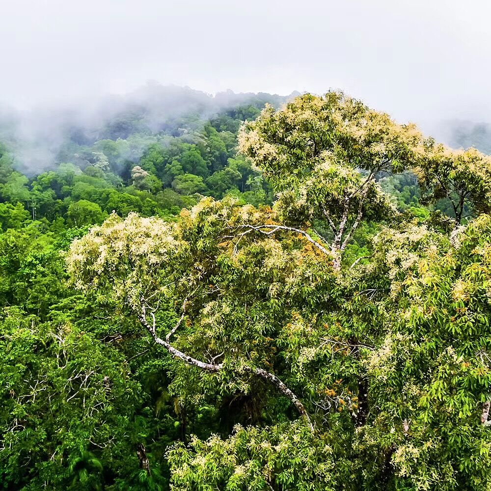 画面展现云雾萦绕的原始雨林盛景，层叠绿植葱翠繁茂，枝头缀着浅色花序的高大林木长势蓬勃，整片山林原生自然、生机盎然，彰显安利天然原料产地的优异生态禀赋，传递品牌立足自然、甄选优质原料的品质追求。