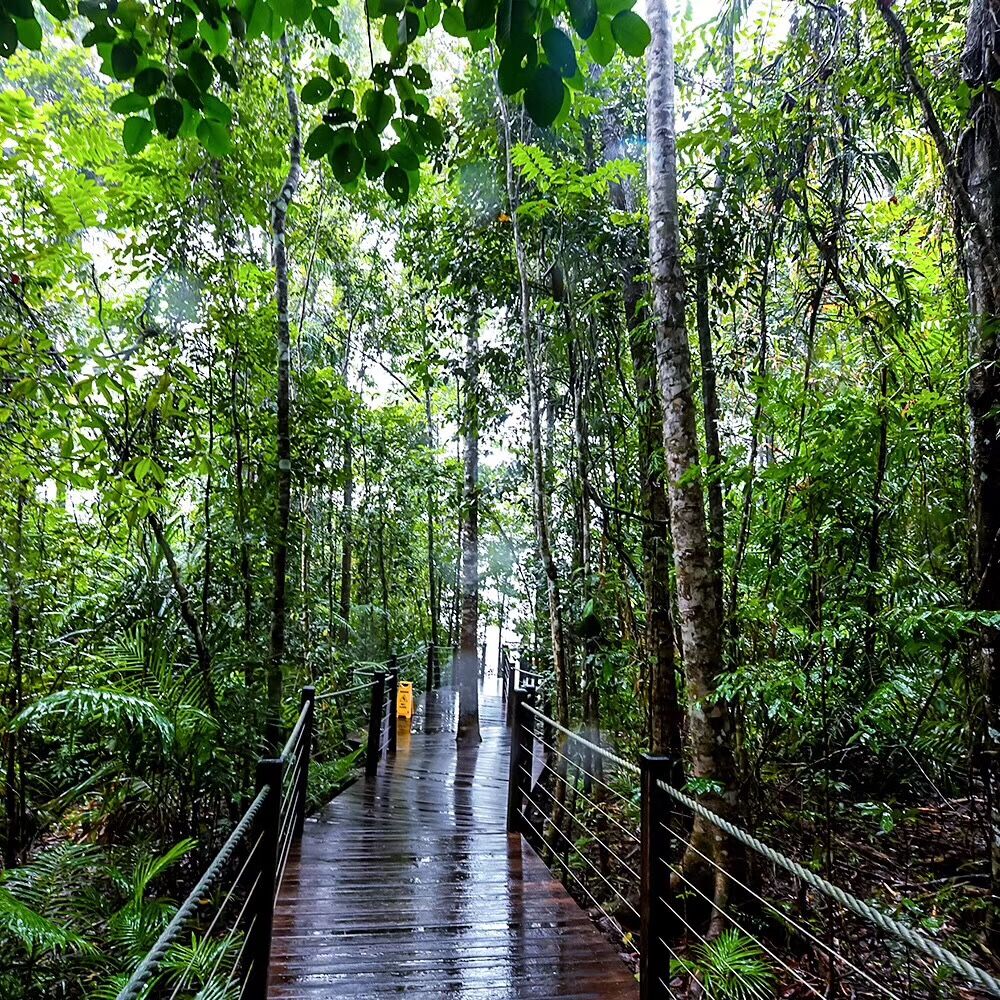 画面展现葱郁繁茂的热带雨林风貌，湿润的木质观光栈道穿梭在绿意盎然的林木间，水汽氤氲满是自然生机，契合安利秉持的自然健康品牌理念，是生态类体验活动的优质实景场地。