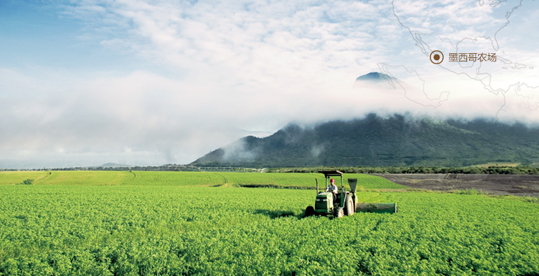墨西哥农场