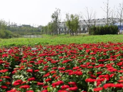  无锡植物研发中心保护生物多样性配图